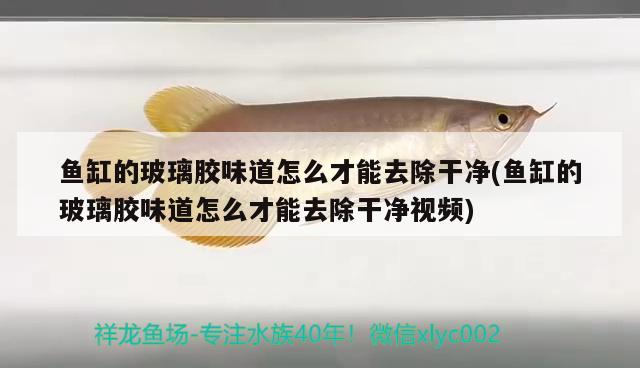 魚缸的玻璃膠味道怎么才能去除干凈(魚缸的玻璃膠味道怎么才能去除干凈視頻) 一眉道人魚苗