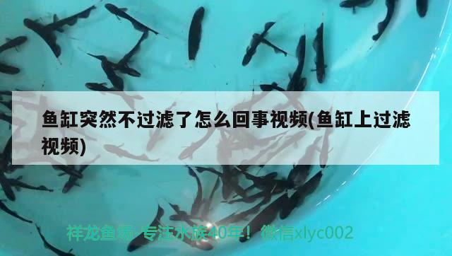 魚缸突然不過濾了怎么回事視頻(魚缸上過濾視頻)