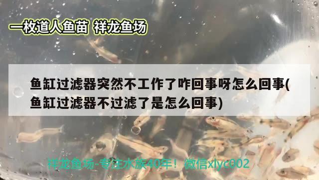 魚缸過濾器突然不工作了咋回事呀怎么回事(魚缸過濾器不過濾了是怎么回事) 斯維尼關(guān)刀魚