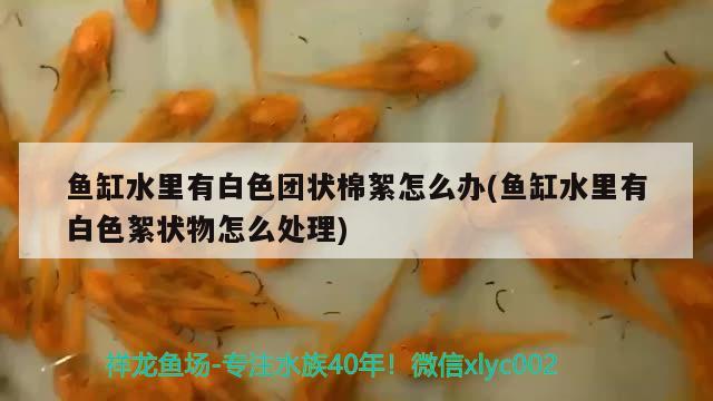 魚缸水里有白色團(tuán)狀棉絮怎么辦(魚缸水里有白色絮狀物怎么處理)