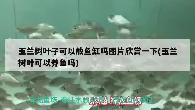 玉蘭樹葉子可以放魚缸嗎圖片欣賞一下(玉蘭樹葉可以養(yǎng)魚嗎)