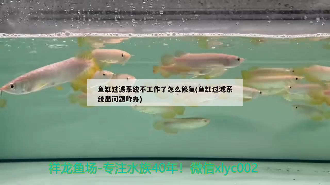 魚缸過濾系統(tǒng)不工作了怎么修復(fù)(魚缸過濾系統(tǒng)出問題咋辦)