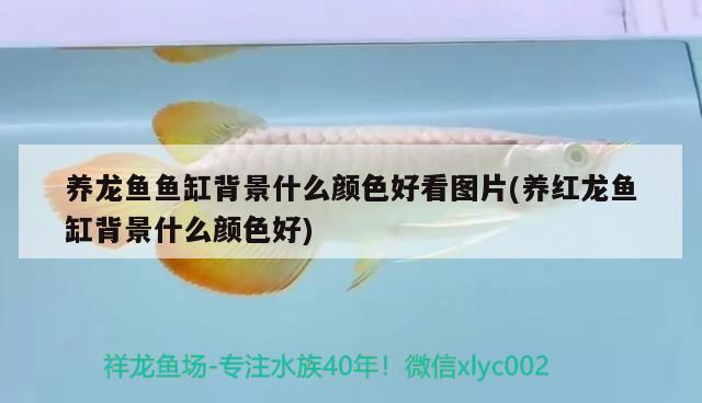 養(yǎng)龍魚魚缸背景什么顏色好看圖片(養(yǎng)紅龍魚缸背景什么顏色好) 肺魚