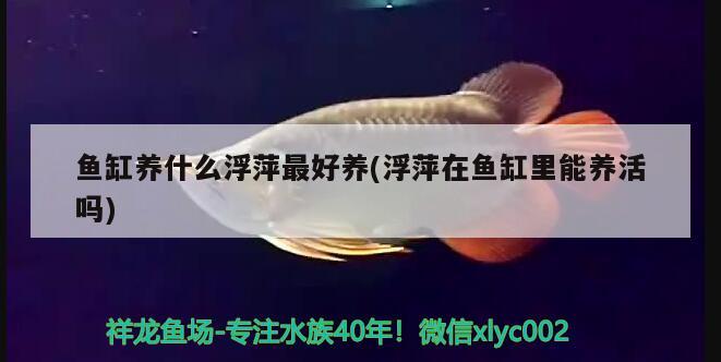 魚缸養(yǎng)什么浮萍最好養(yǎng)(浮萍在魚缸里能養(yǎng)活嗎) 虎紋銀版魚