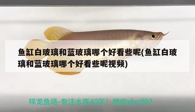 魚缸白玻璃和藍(lán)玻璃哪個(gè)好看些呢(魚缸白玻璃和藍(lán)玻璃哪個(gè)好看些呢視頻) 魚缸百科