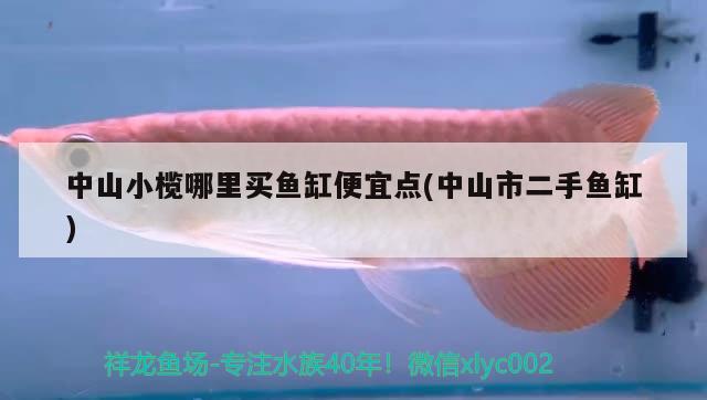 中山小欖哪里買魚缸便宜點(中山市二手魚缸) ?；?異型虎魚/純色虎魚