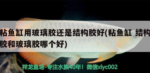 粘魚缸用玻璃膠還是結(jié)構(gòu)膠好(粘魚缸結(jié)構(gòu)膠和玻璃膠哪個(gè)好) 泰國(guó)虎魚