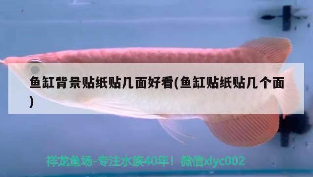 魚缸背景貼紙貼幾面好看(魚缸貼紙貼幾個面) 野彩魚 第2張