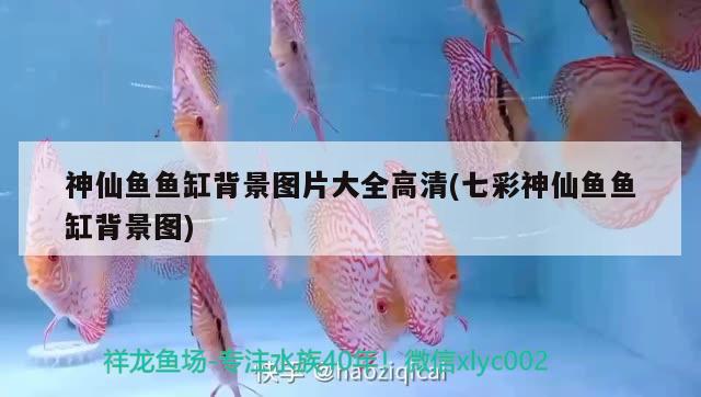 神仙魚魚缸背景圖片大全高清(七彩神仙魚魚缸背景圖) 七彩神仙魚