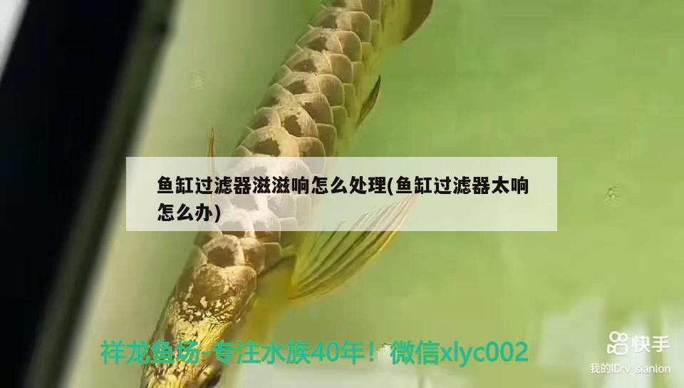 魚缸過濾器滋滋響怎么處理(魚缸過濾器太響怎么辦)