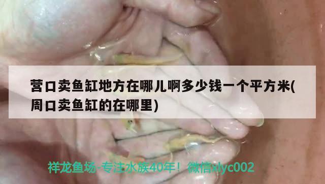 營口賣魚缸地方在哪兒啊多少錢一個(gè)平方米(周口賣魚缸的在哪里)