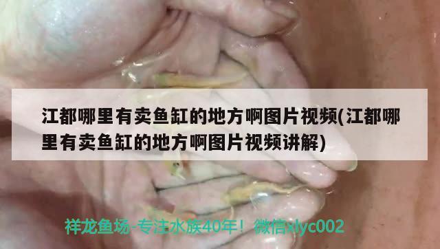 江都哪里有賣魚缸的地方啊圖片視頻(江都哪里有賣魚缸的地方啊圖片視頻講解) 綠皮辣椒小紅龍