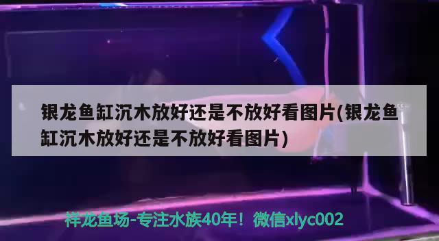 銀龍魚缸沉木放好還是不放好看圖片(銀龍魚缸沉木放好還是不放好看圖片) 銀龍魚百科 第3張