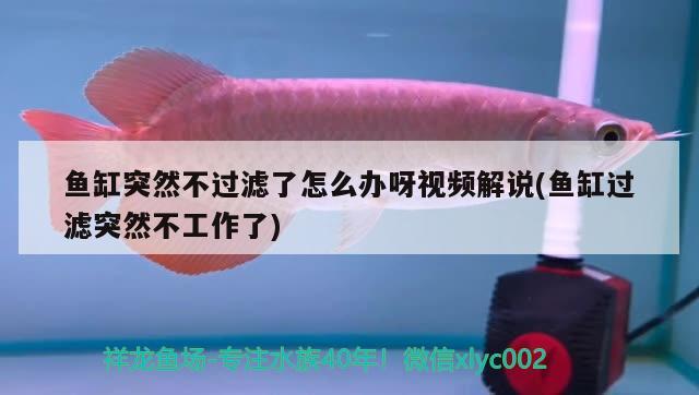 魚(yú)缸突然不過(guò)濾了怎么辦呀視頻解說(shuō)(魚(yú)缸過(guò)濾突然不工作了) 福滿鉆魚(yú)