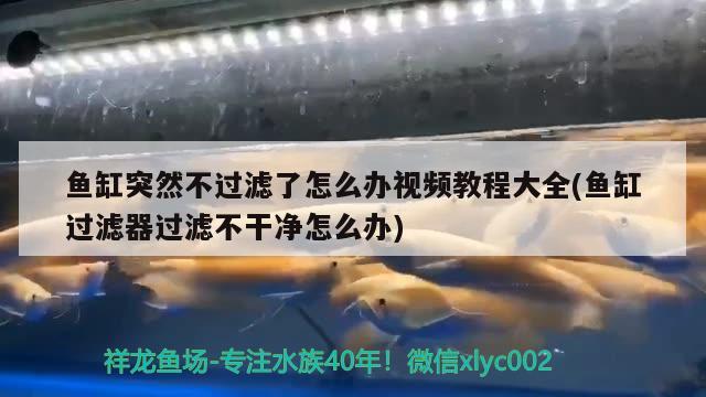 魚缸突然不過濾了怎么辦視頻教程大全(魚缸過濾器過濾不干凈怎么辦) 白子銀版魚