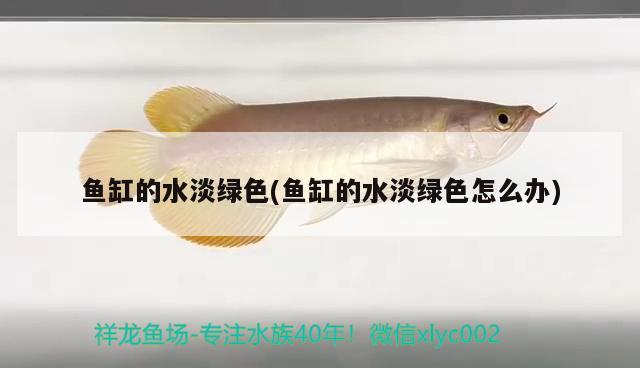 魚缸的水淡綠色(魚缸的水淡綠色怎么辦) 細(xì)線銀版魚