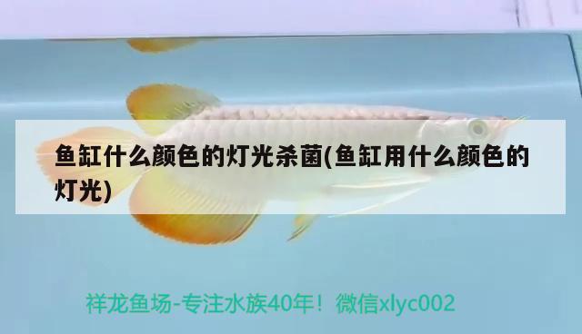 魚缸什么顏色的燈光殺菌(魚缸用什么顏色的燈光) 廣州水族器材濾材批發(fā)市場