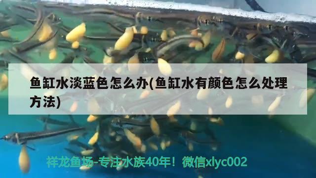 魚缸水淡藍(lán)色怎么辦(魚缸水有顏色怎么處理方法) 杰西卡恐龍魚