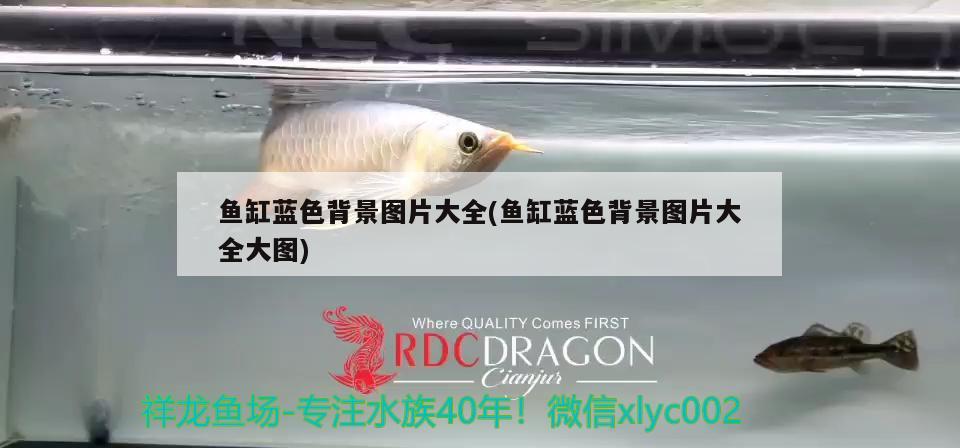 魚缸藍色背景圖片大全(魚缸藍色背景圖片大全大圖)