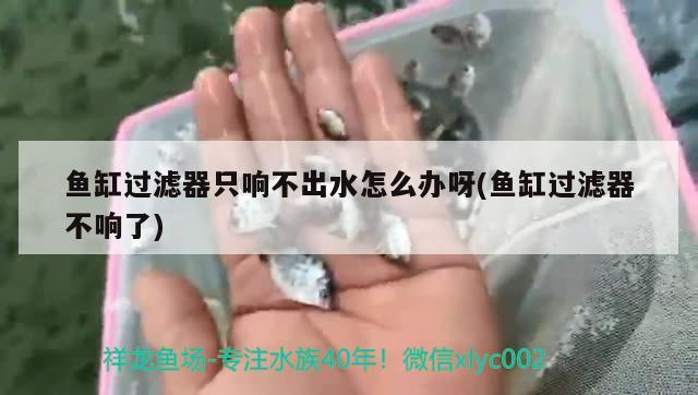 魚缸過濾器只響不出水怎么辦呀(魚缸過濾器不響了) 祥龍龍魚專用水族燈