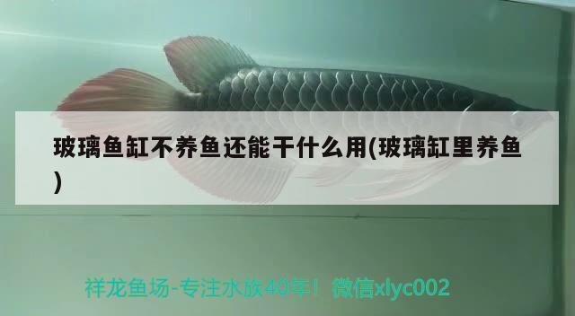 玻璃魚缸不養(yǎng)魚還能干什么用(玻璃缸里養(yǎng)魚)