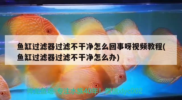 魚缸過濾器過濾不干凈怎么回事呀視頻教程(魚缸過濾器過濾不干凈怎么辦) 白子銀龍魚苗