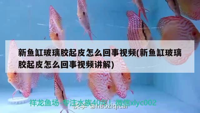 新魚缸玻璃膠起皮怎么回事視頻(新魚缸玻璃膠起皮怎么回事視頻講解)