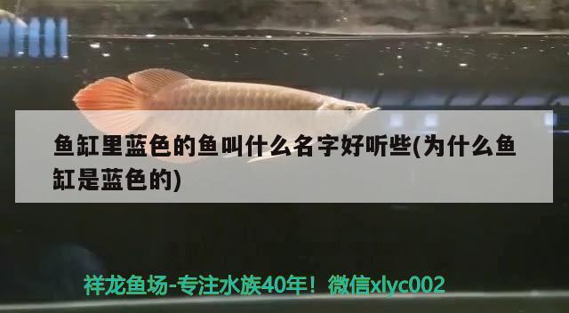 魚缸里藍色的魚叫什么名字好聽些(為什么魚缸是藍色的)