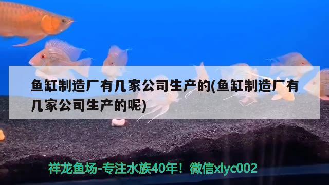 魚缸制造廠有幾家公司生產的(魚缸制造廠有幾家公司生產的呢) 帝王迷宮魚