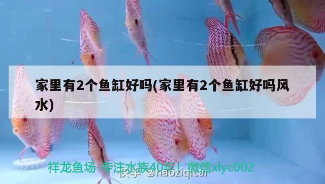 家里有2個魚缸好嗎(家里有2個魚缸好嗎風水)