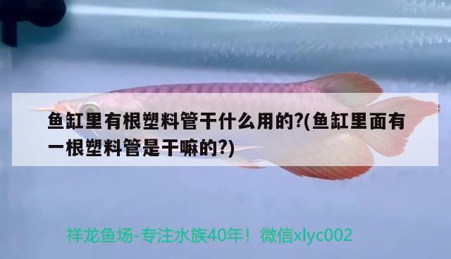 魚缸里有根塑料管干什么用的?(魚缸里面有一根塑料管是干嘛的?) 巴西亞魚苗 第3張