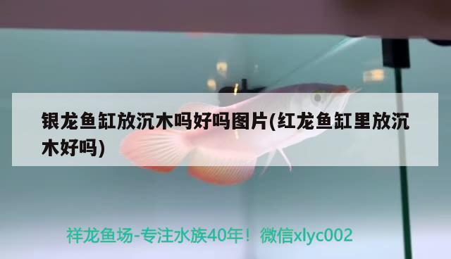 銀龍魚缸放沉木嗎好嗎圖片(紅龍魚缸里放沉木好嗎) 銀龍魚百科