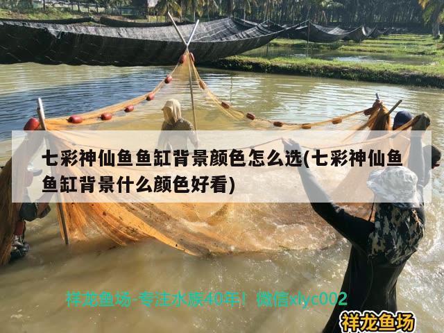 七彩神仙魚魚缸背景顏色怎么選(七彩神仙魚魚缸背景什么顏色好看) 七彩神仙魚