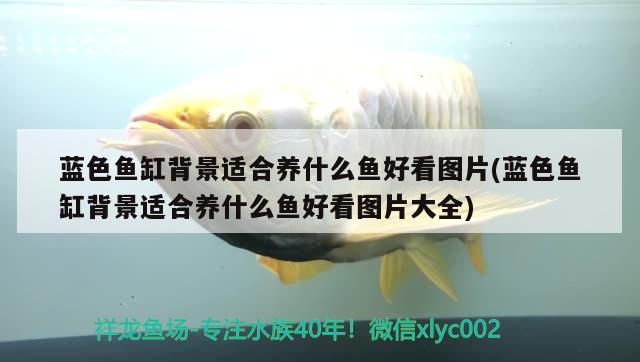 藍(lán)色魚缸背景適合養(yǎng)什么魚好看圖片(藍(lán)色魚缸背景適合養(yǎng)什么魚好看圖片大全) 赤荔鳳冠魚