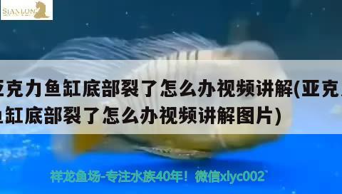 亞克力魚缸底部裂了怎么辦視頻講解(亞克力魚缸底部裂了怎么辦視頻講解圖片) 非洲象鼻魚