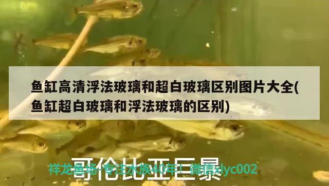 魚缸高清浮法玻璃和超白玻璃區(qū)別圖片大全(魚缸超白玻璃和浮法玻璃的區(qū)別) 照明器材