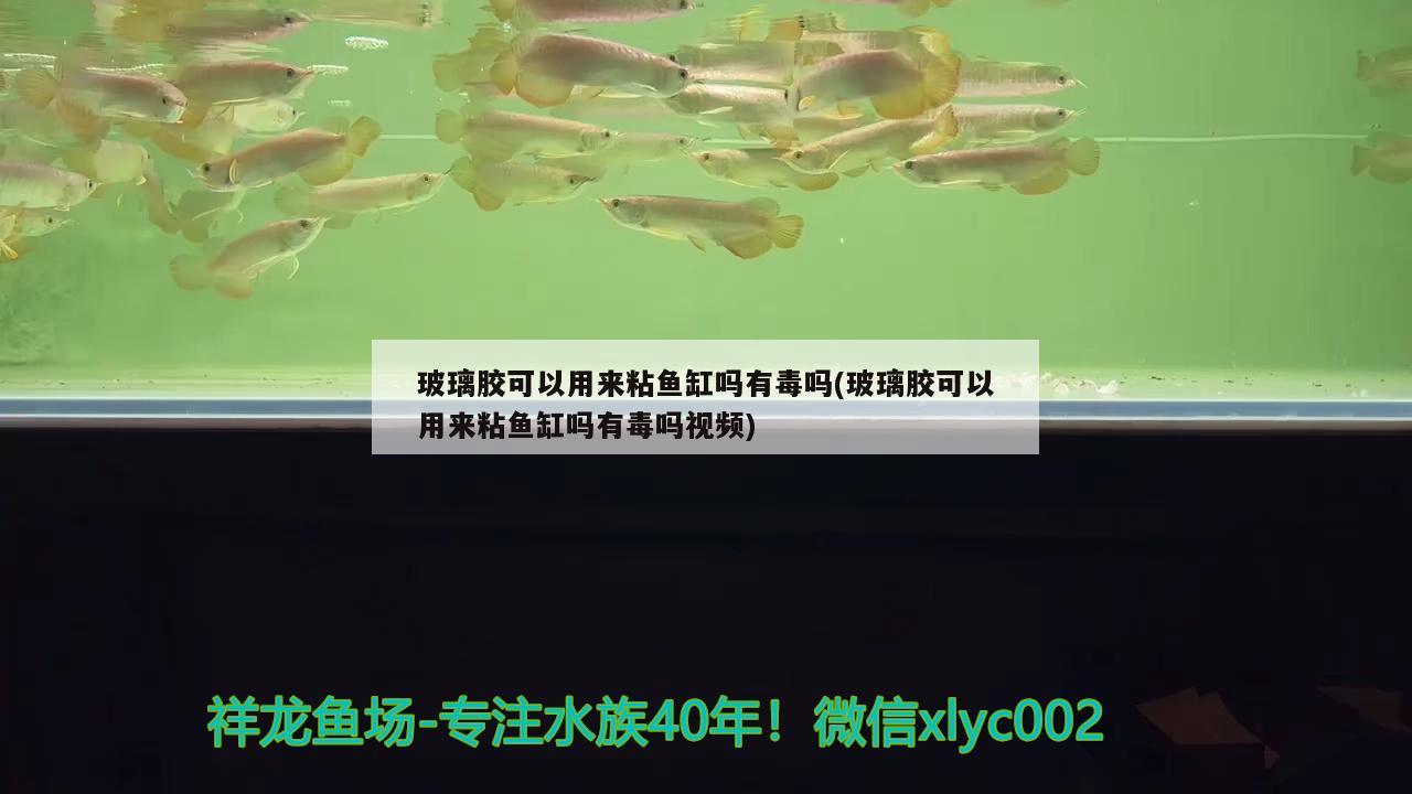 玻璃膠可以用來粘魚缸嗎有毒嗎(玻璃膠可以用來粘魚缸嗎有毒嗎視頻)