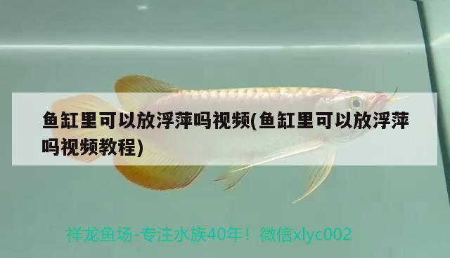 魚缸里可以放浮萍嗎視頻(魚缸里可以放浮萍嗎視頻教程) 龍魚芯片掃碼器