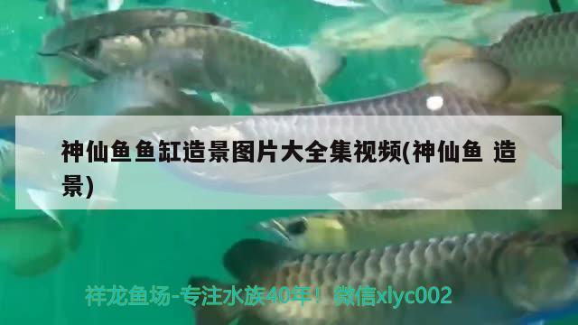 神仙魚魚缸造景圖片大全集視頻(神仙魚造景)