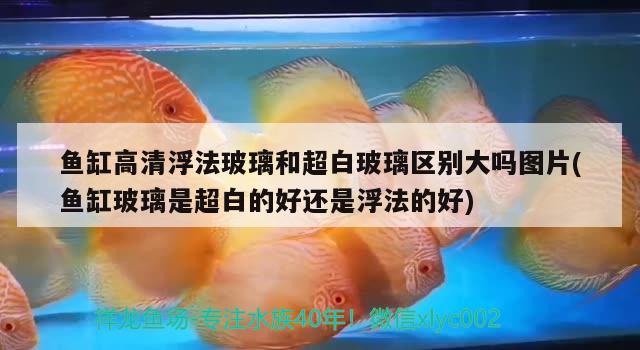 魚缸高清浮法玻璃和超白玻璃區(qū)別大嗎圖片(魚缸玻璃是超白的好還是浮法的好)