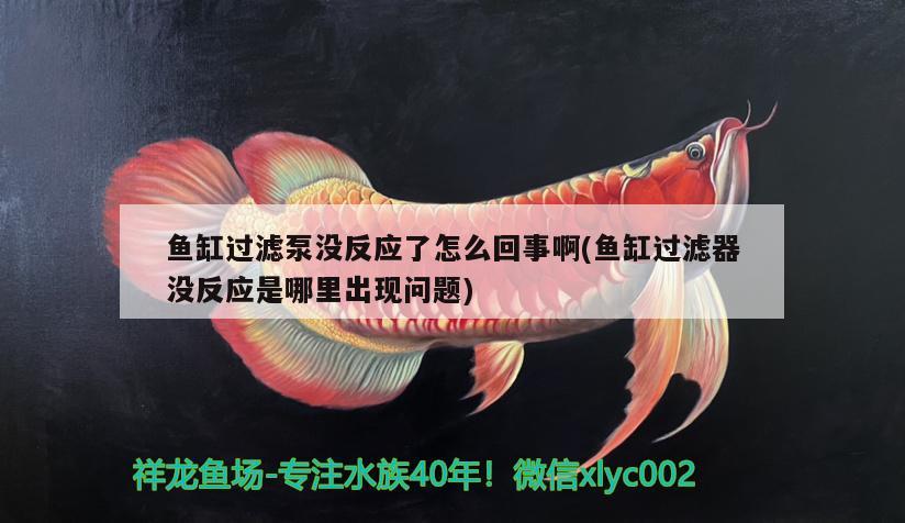 魚缸過濾泵沒反應(yīng)了怎么回事啊(魚缸過濾器沒反應(yīng)是哪里出現(xiàn)問題)