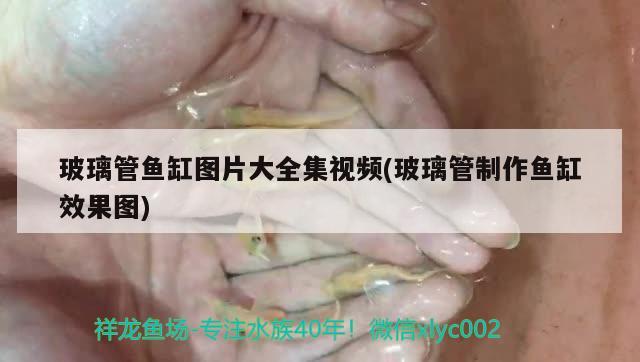 玻璃管魚缸圖片大全集視頻(玻璃管制作魚缸效果圖) 南美異型魚