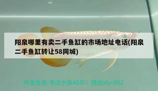 陽泉哪里有賣二手魚缸的市場地址電話(陽泉二手魚缸轉(zhuǎn)讓58同城) 帝王迷宮魚