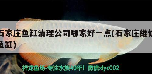 石家莊魚缸清理公司哪家好一點(diǎn)(石家莊維修魚缸) 羽毛刀魚苗