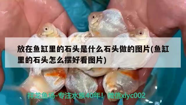 放在魚(yú)缸里的石頭是什么石頭做的圖片(魚(yú)缸里的石頭怎么擺好看圖片)