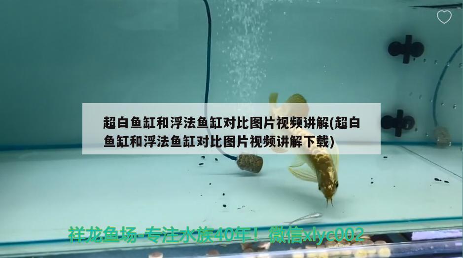 超白魚缸和浮法魚缸對比圖片視頻講解(超白魚缸和浮法魚缸對比圖片視頻講解下載) 祥龍赫舞紅龍魚