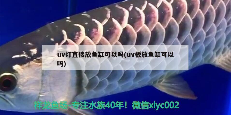 uv燈直接放魚(yú)缸可以嗎(uv板放魚(yú)缸可以嗎) 短身紅龍魚(yú)