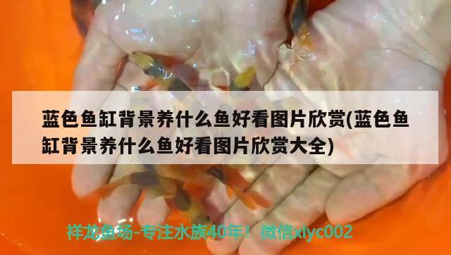 藍(lán)色魚缸背景養(yǎng)什么魚好看圖片欣賞(藍(lán)色魚缸背景養(yǎng)什么魚好看圖片欣賞大全) 狗仔招財(cái)貓魚