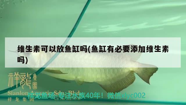 維生素可以放魚缸嗎(魚缸有必要添加維生素嗎)