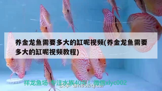 養(yǎng)金龍魚需要多大的缸呢視頻(養(yǎng)金龍魚需要多大的缸呢視頻教程)